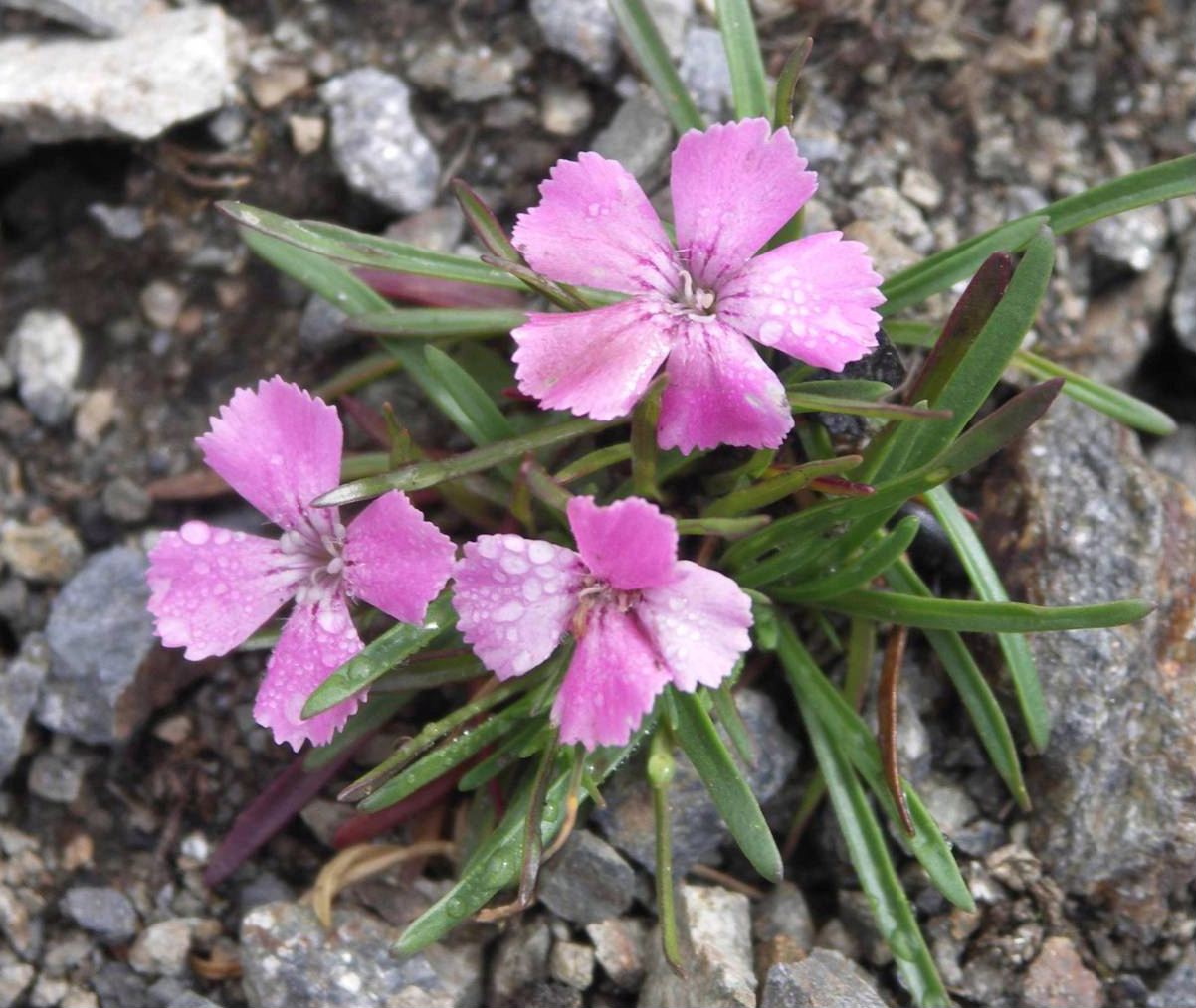 Dianthus glacialis / Garofano glaciale